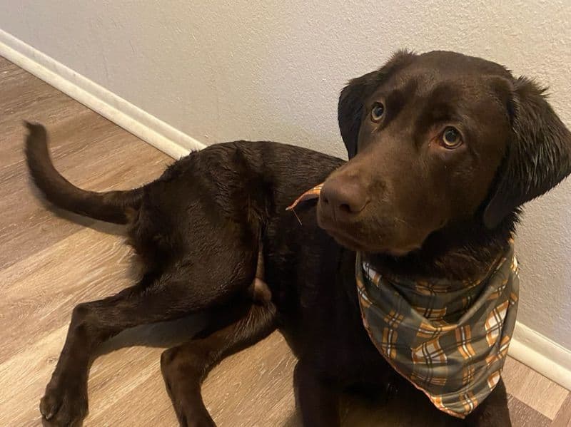 Milo primary photo