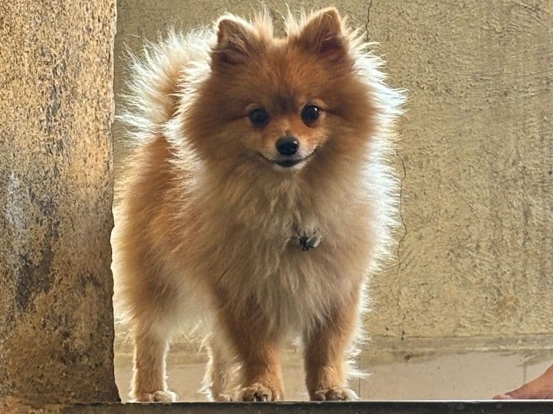 Leo primary photo