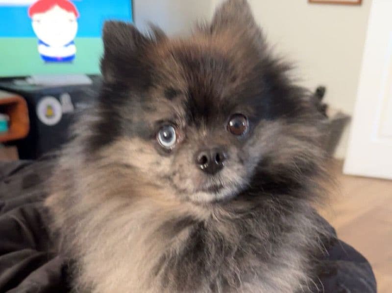Mishu primary photo