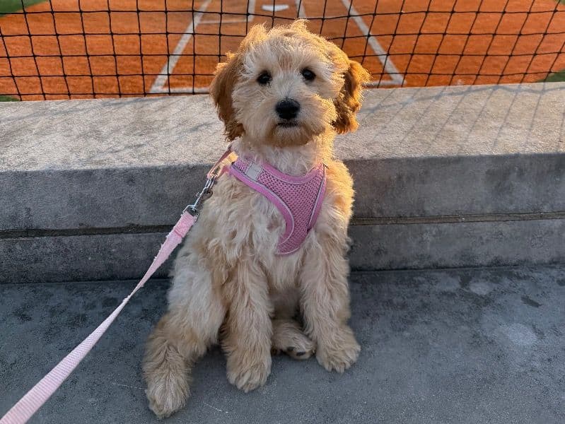 Kali primary photo