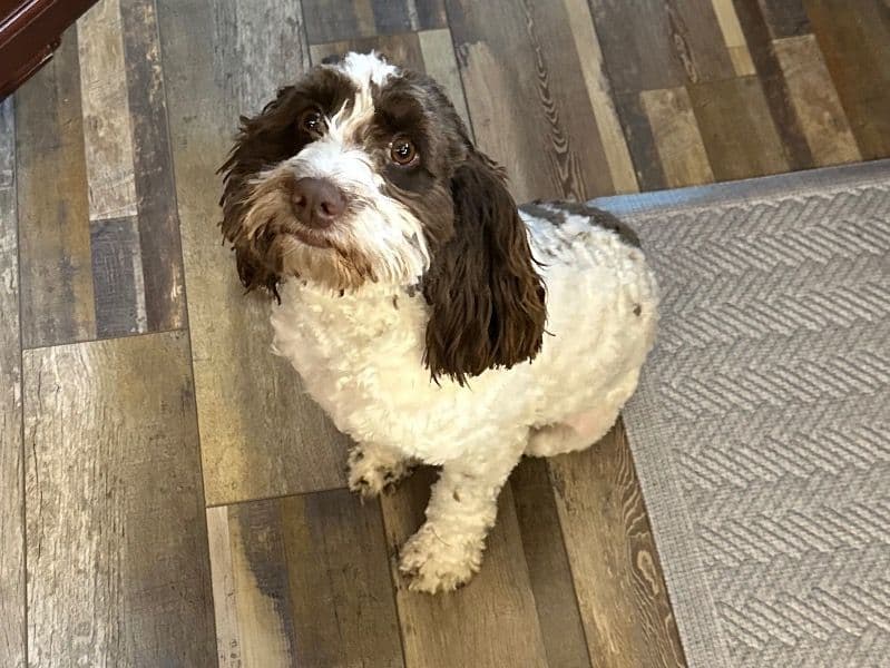Daisy primary photo