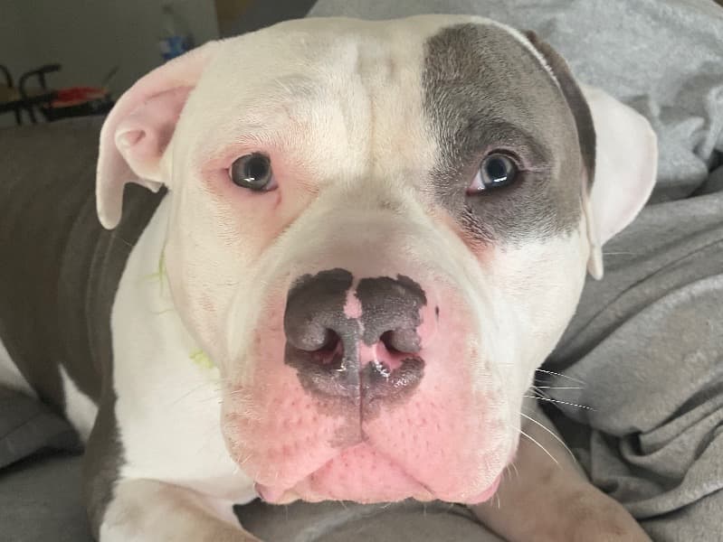 American Bulldog Cane Corso Puppies primary photo