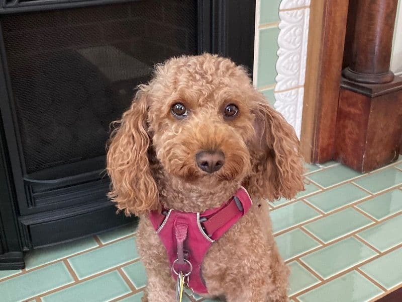 Annie primary photo