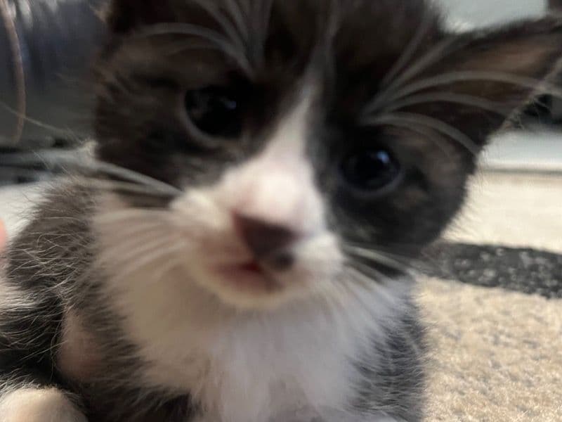 Kittens primary photo