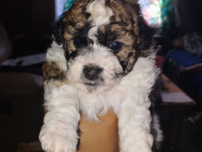 Toy Poodle primary photo