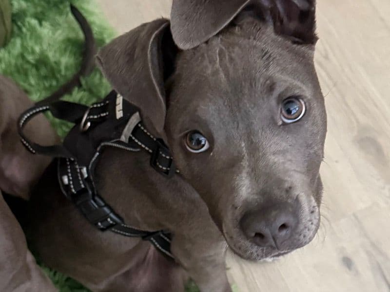 Dolce primary photo