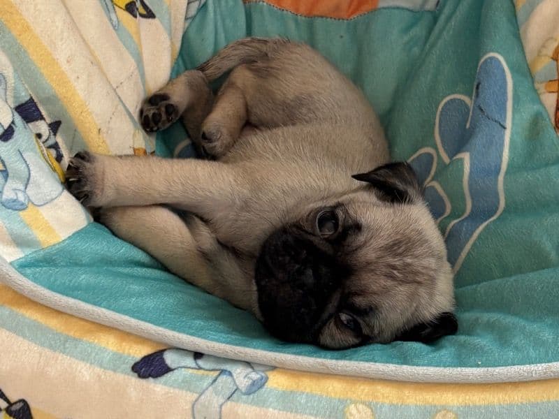 Gus Gus primary photo