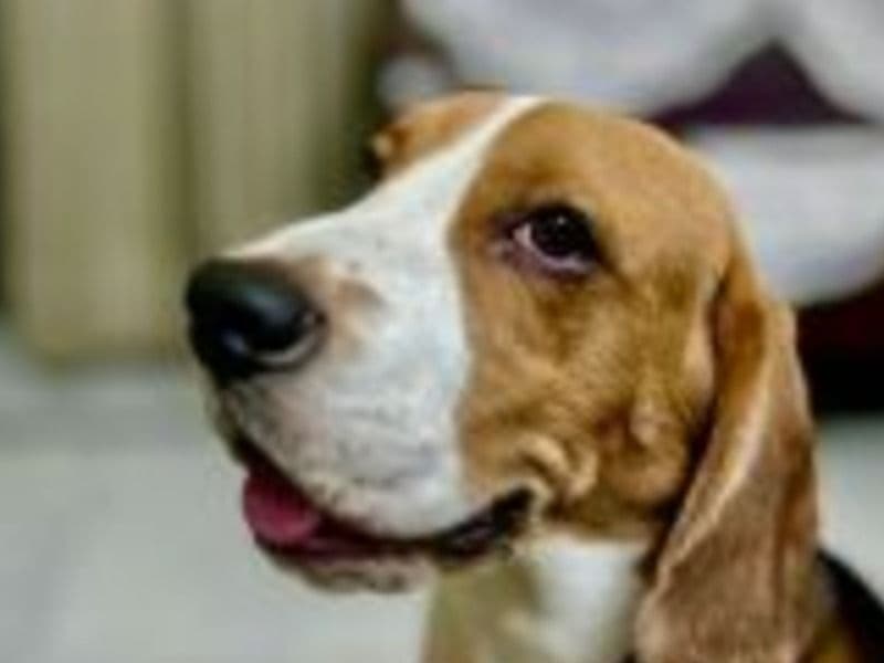 Archie primary photo