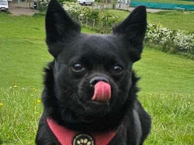 Bat primary photo