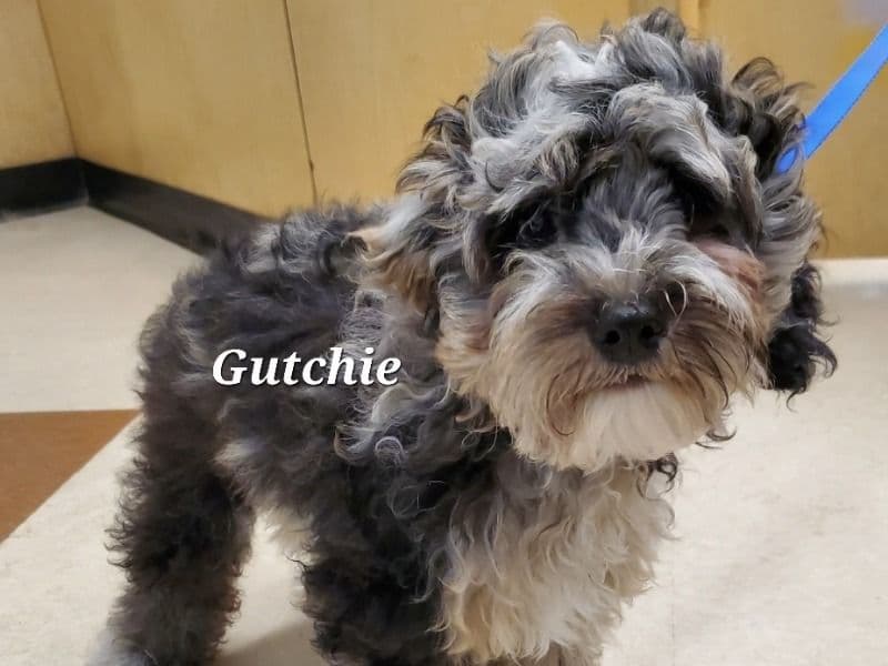 Gutchie primary photo