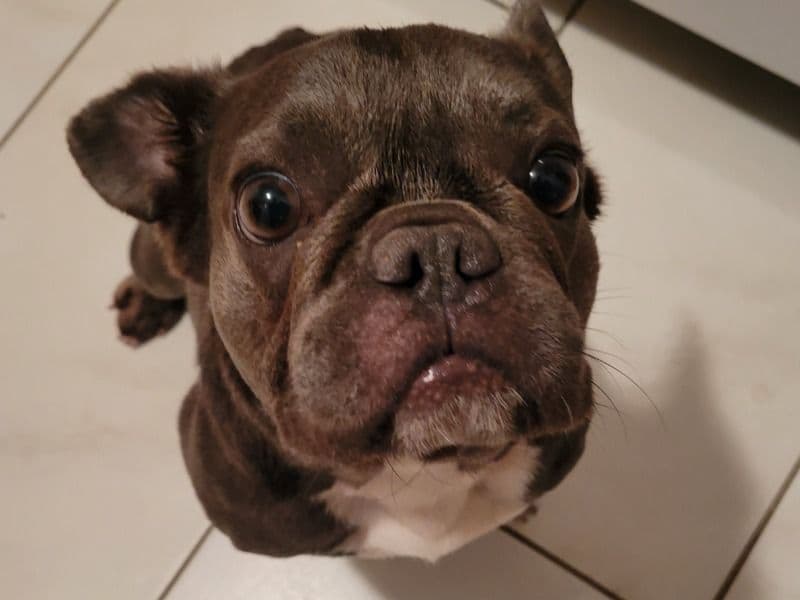 Muffin primary photo