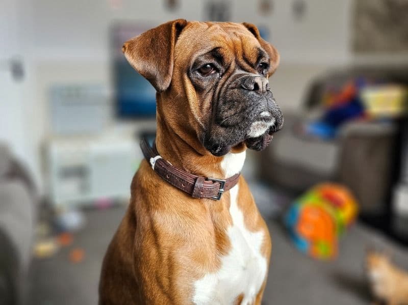 Daisy primary photo