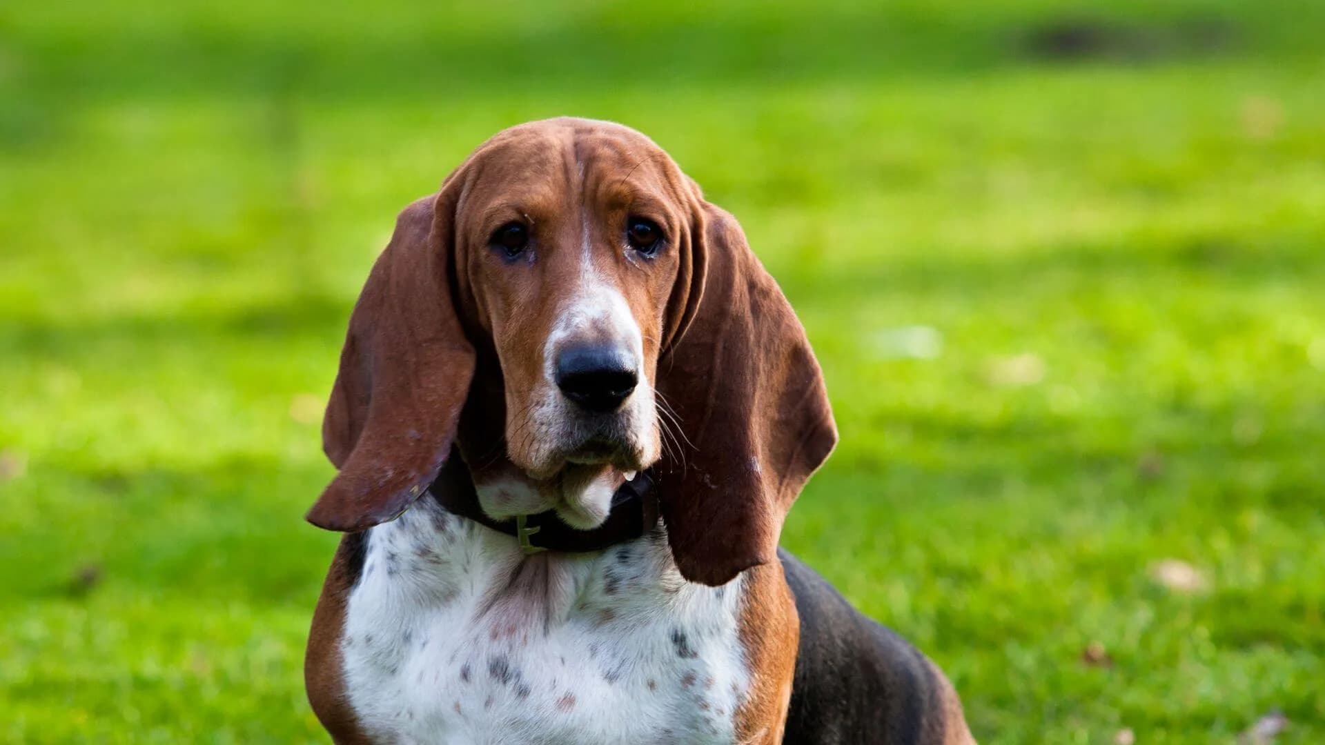Basset-Hound-Breeding