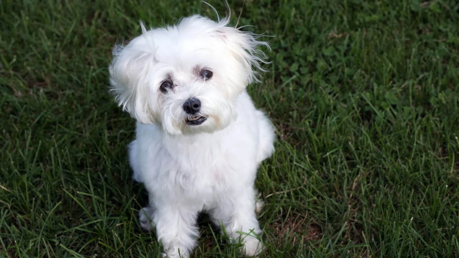 maltese-breeding