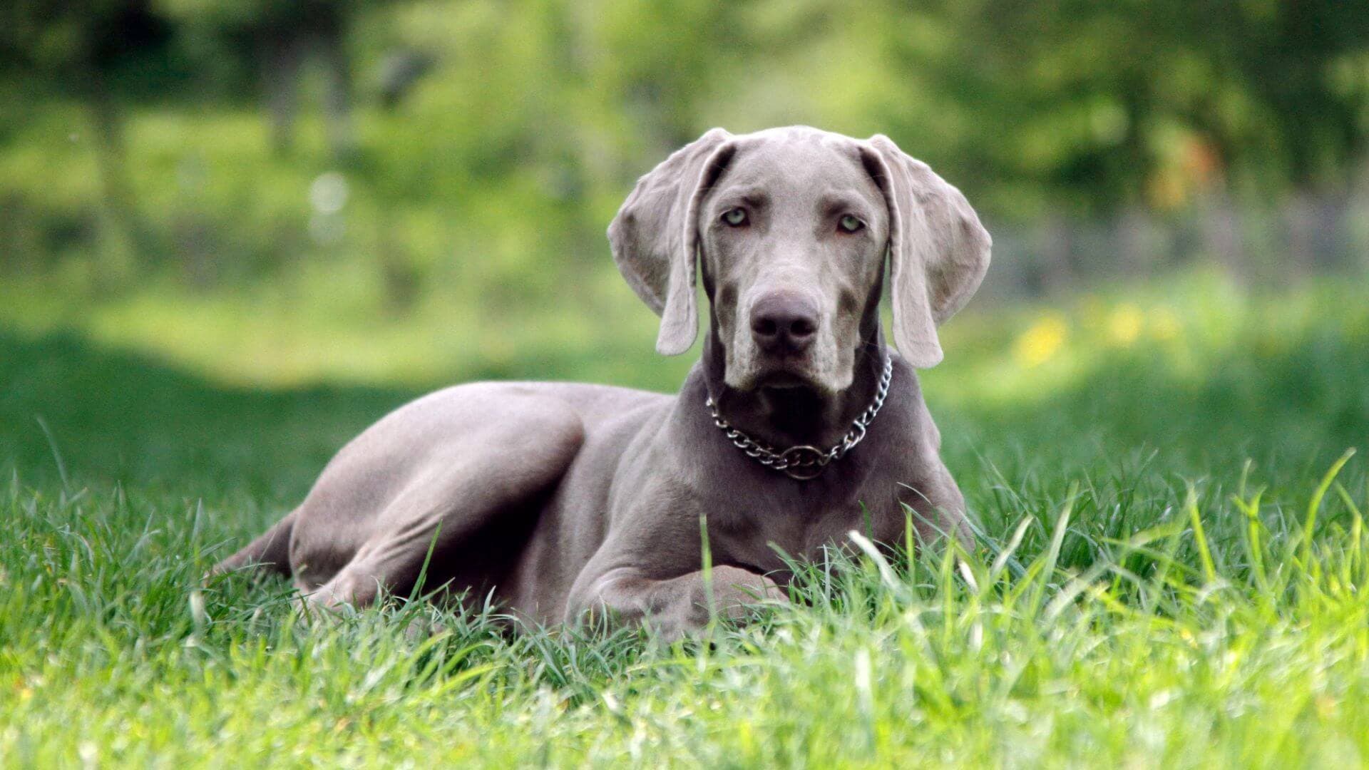 weimaraner-breeding