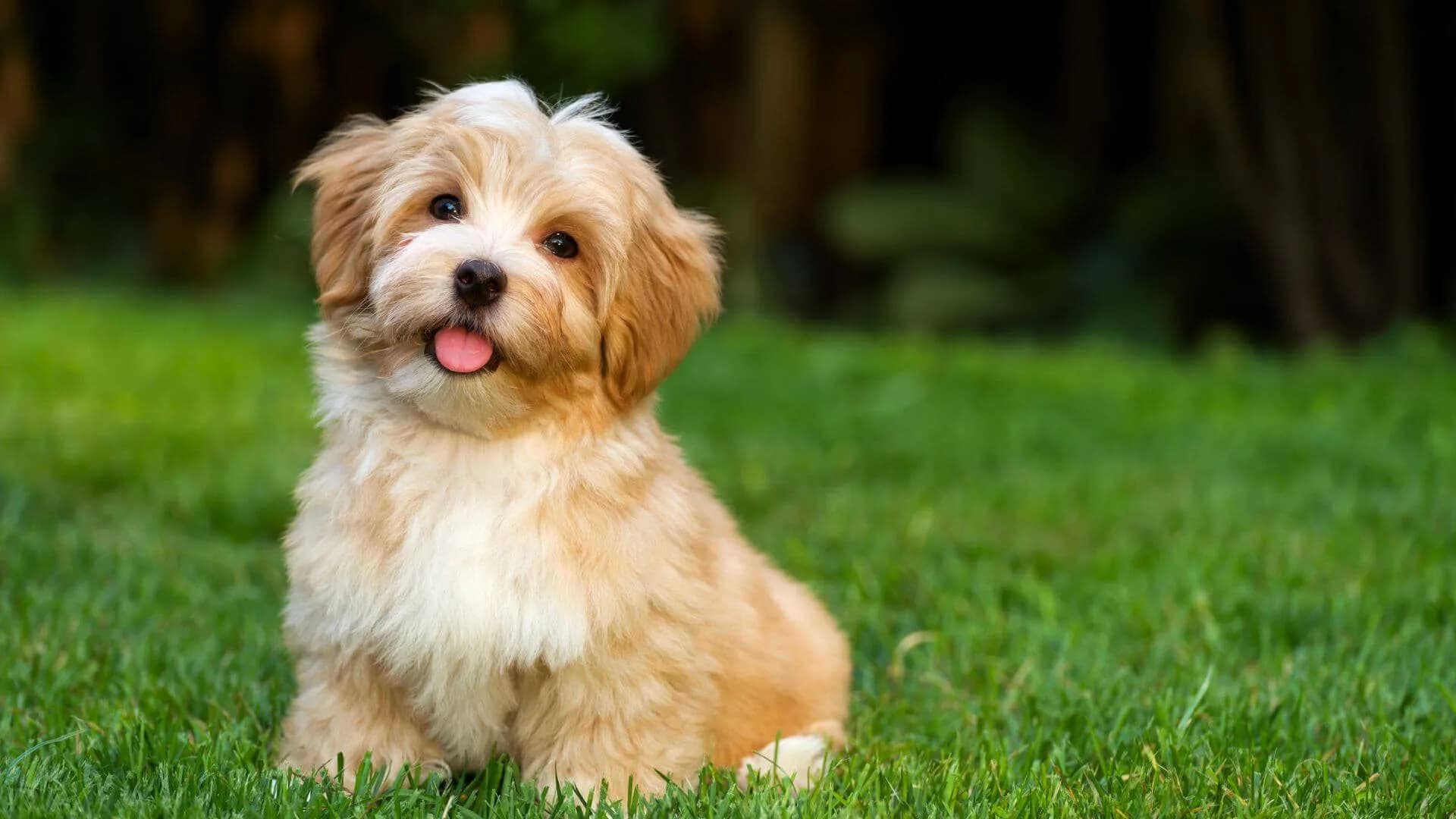 Havanese-Breeding