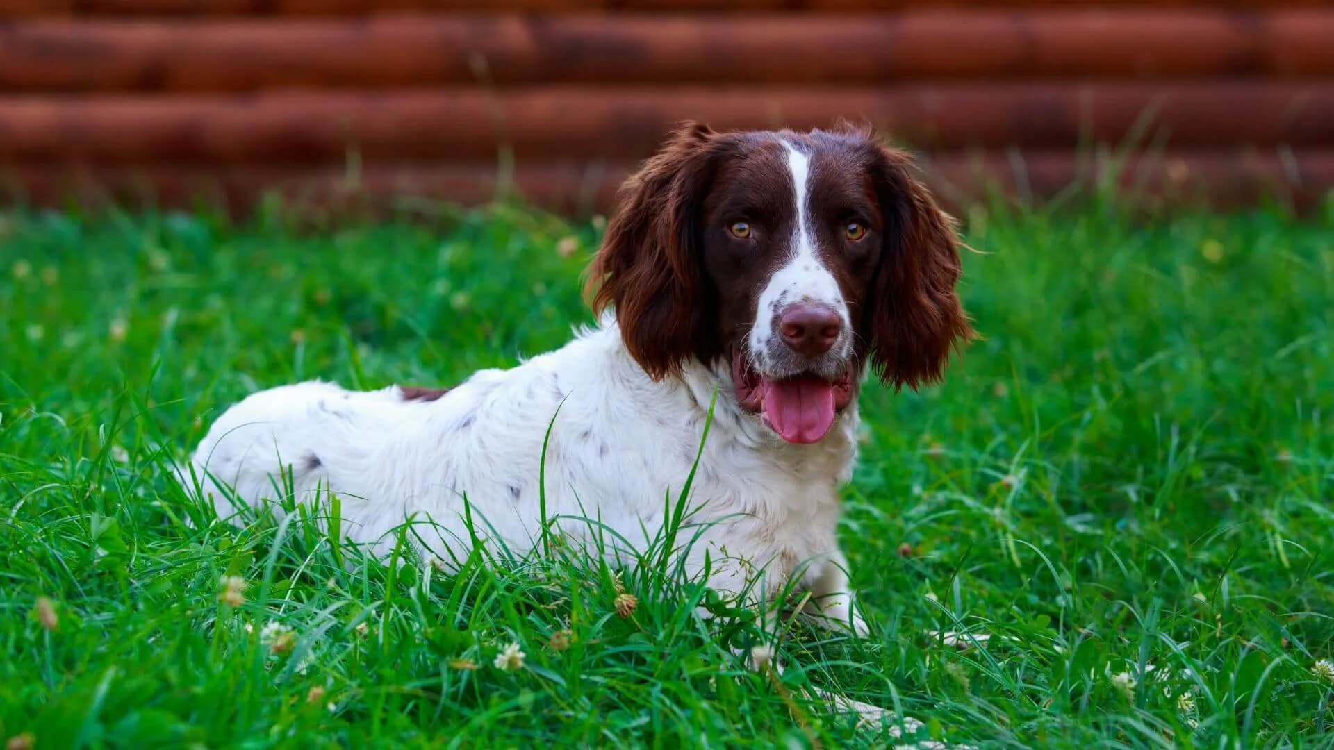english-springer-spaniel-breeding