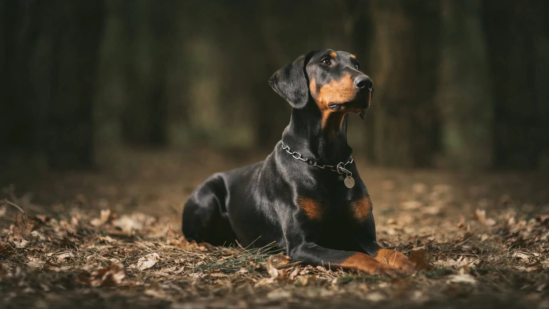 Doberman-Breeding