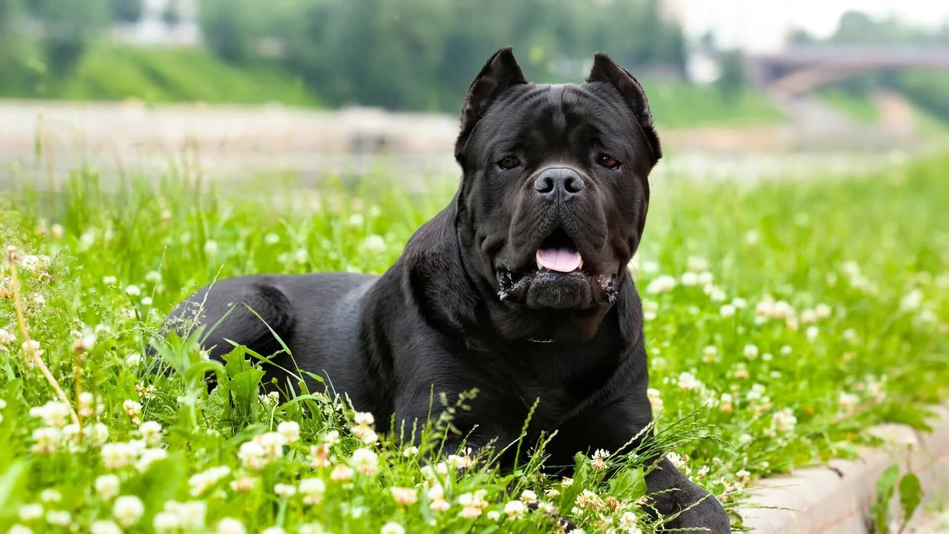 Cane-Corso-Breeding