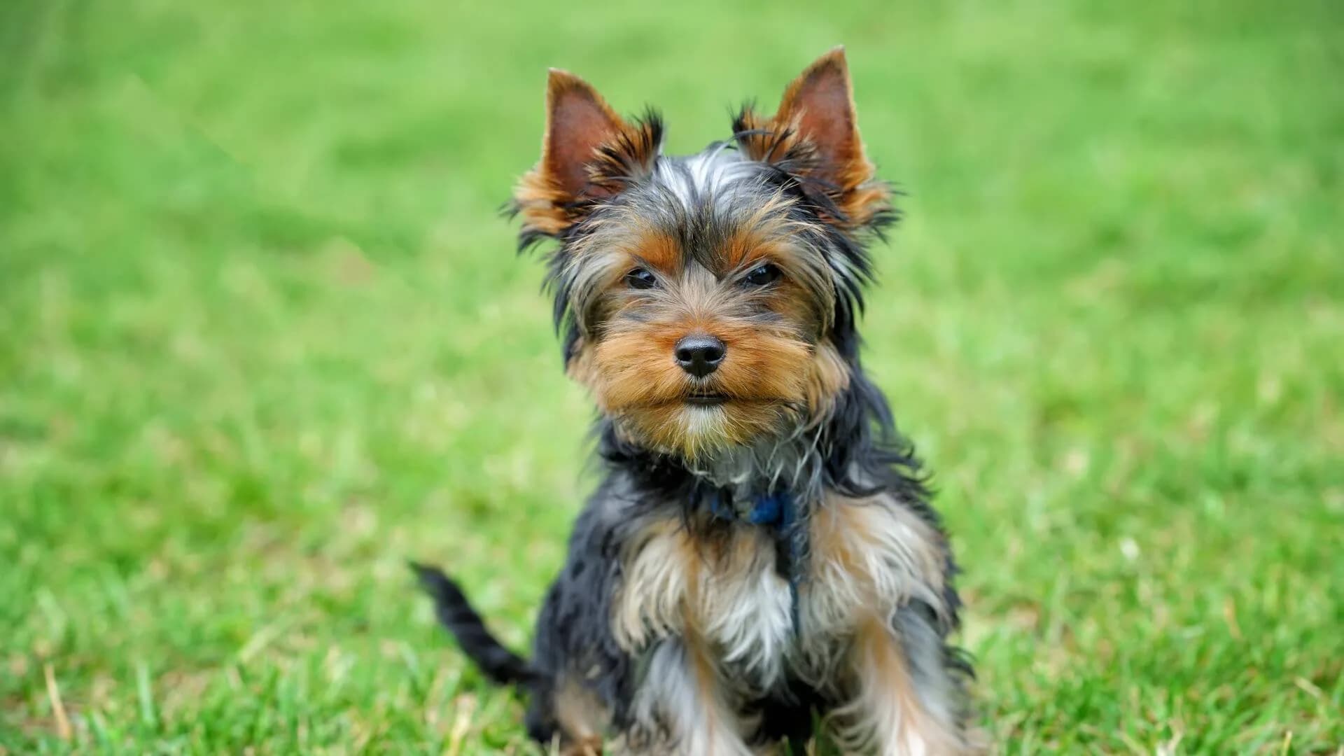 yorkshire-terrier-breeding