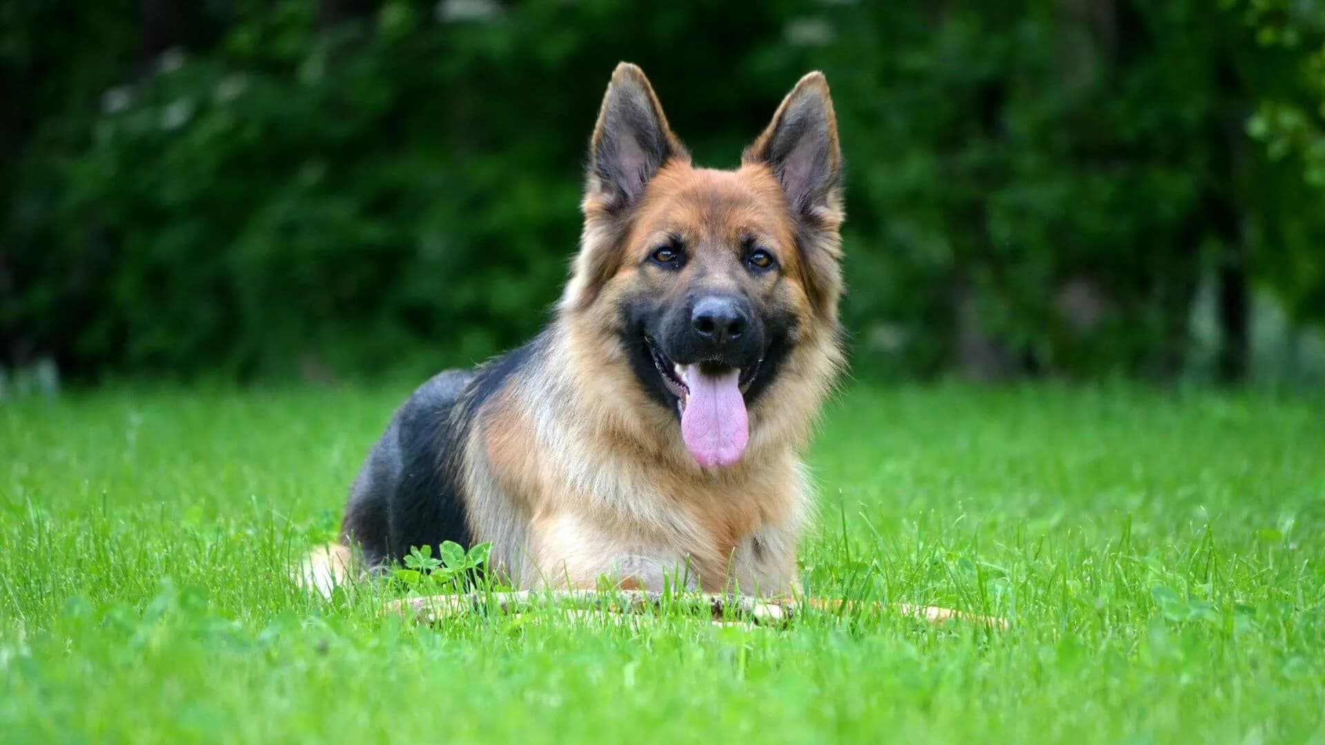 German-Shepherd-Breeding