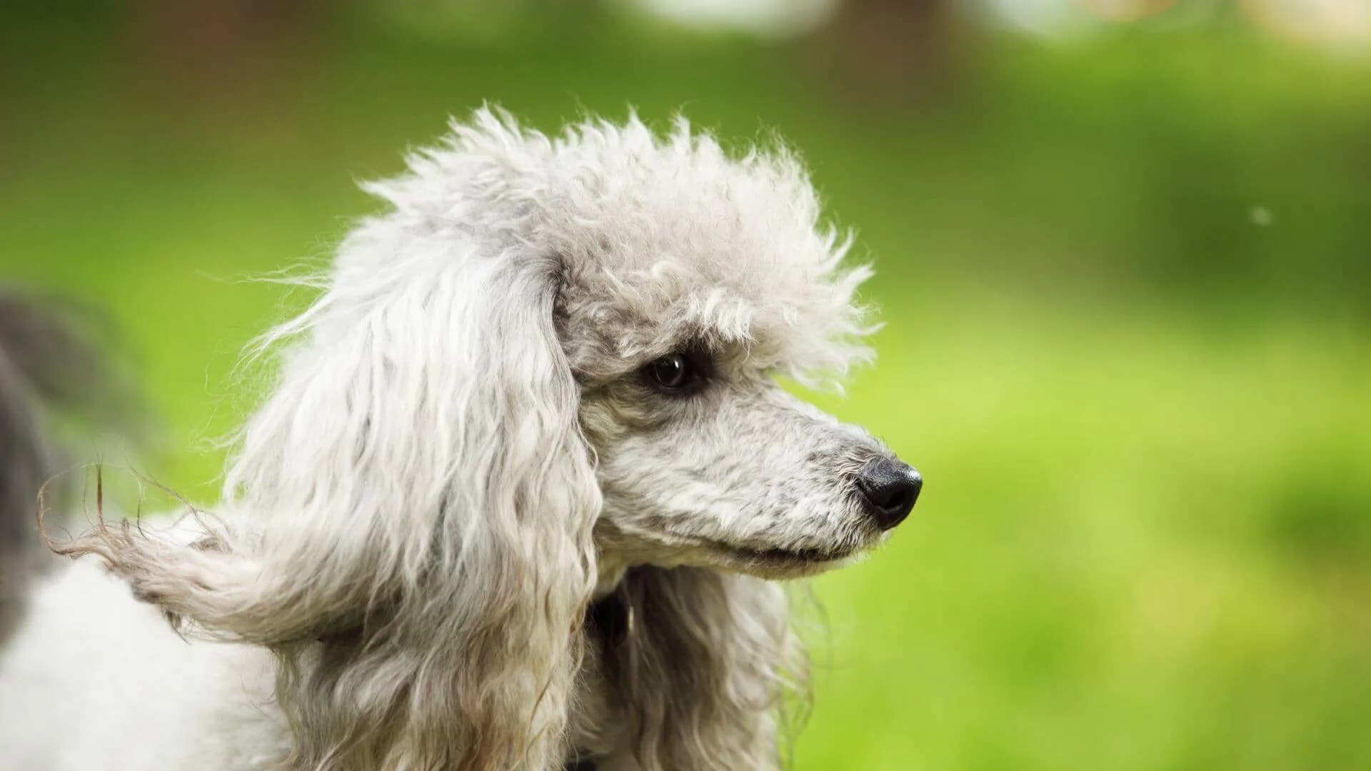 Poodle-Breeding