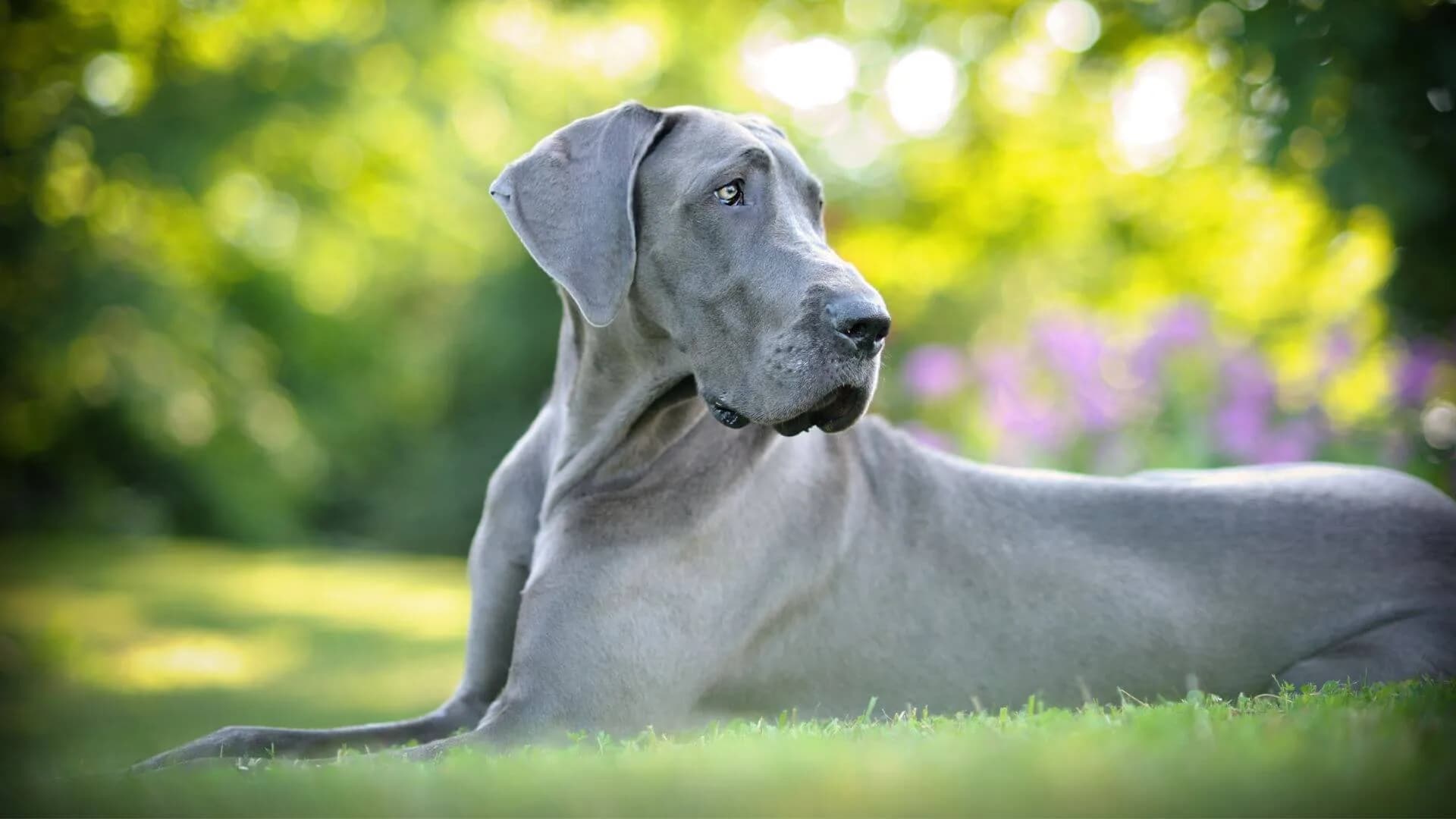 Great-Dane-Breeding
