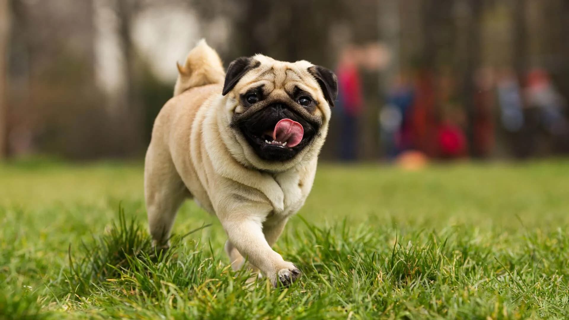 pug-breeding