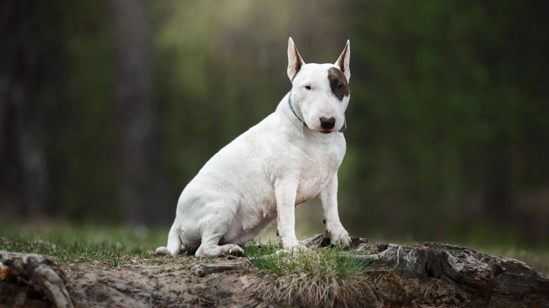 Bull-Terrier-Breeding