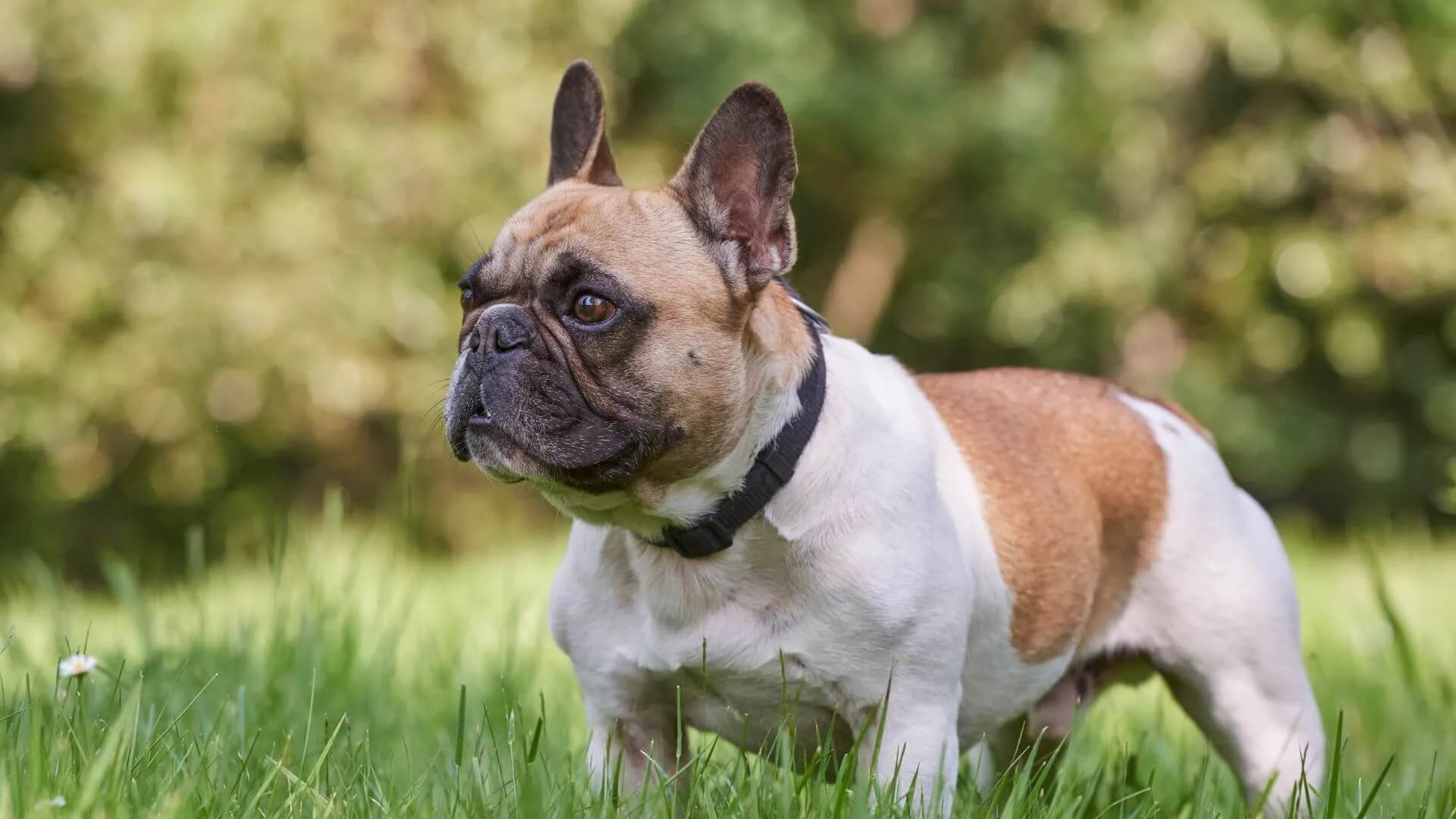 French-bulldog-breeding