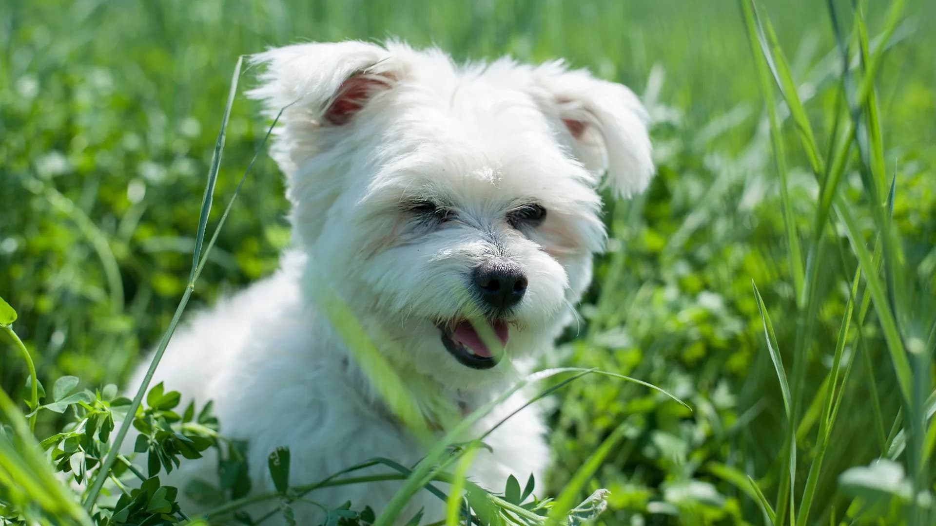 bichon-frise-b