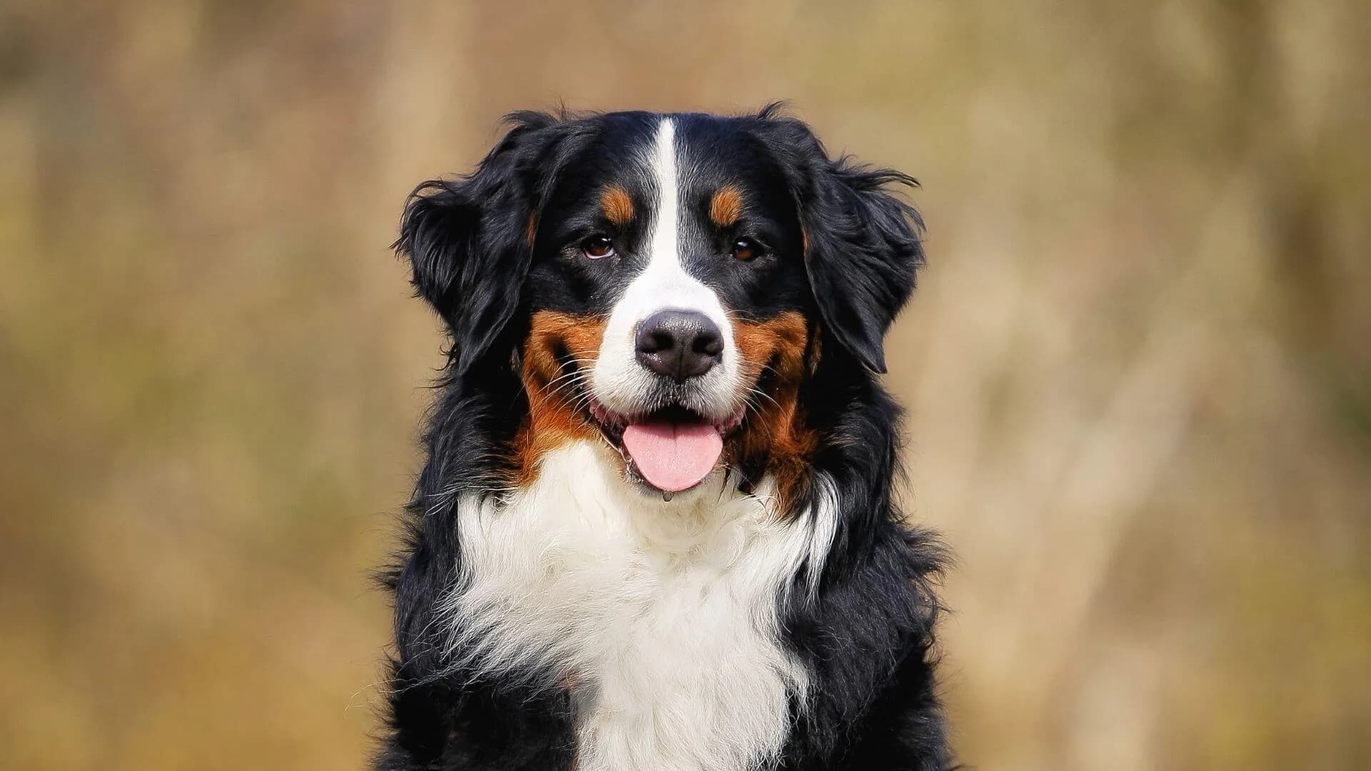 Bernese-Mountain-Dogs-Breeding-1