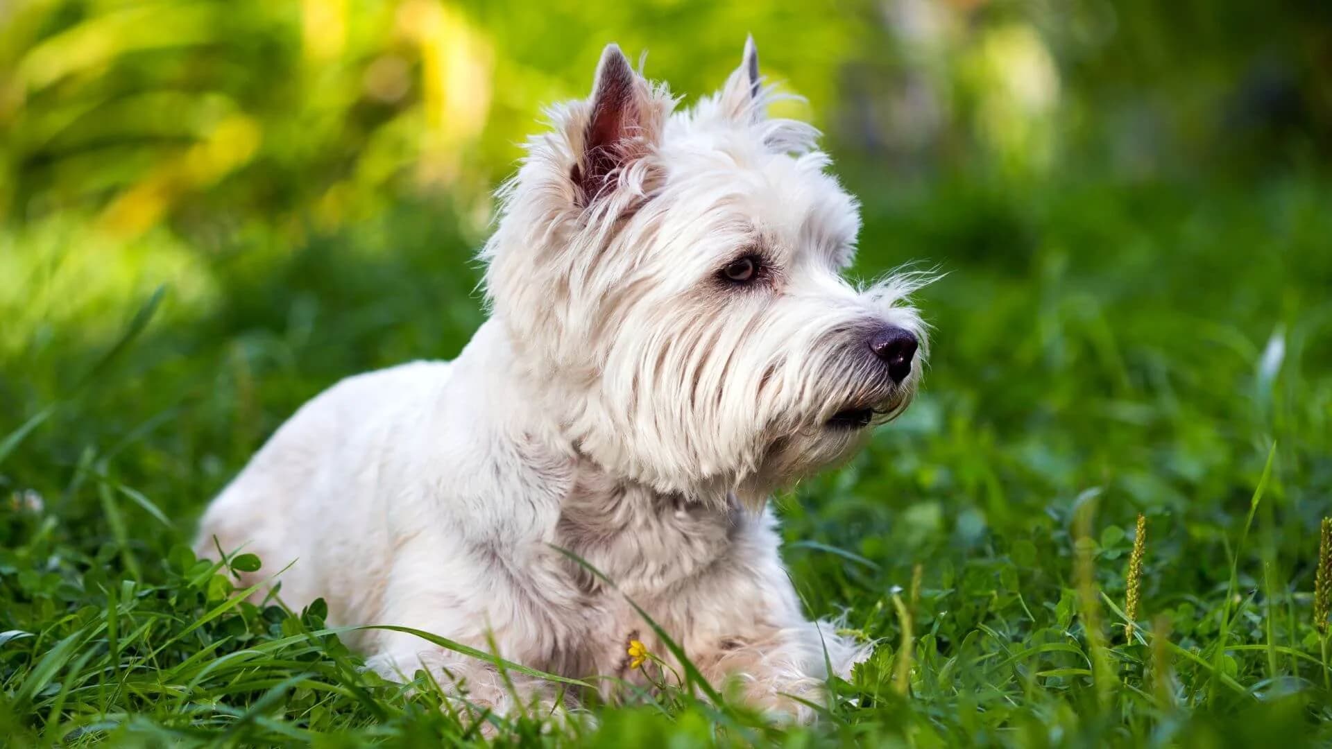 west-highland-white-terrier-breeding