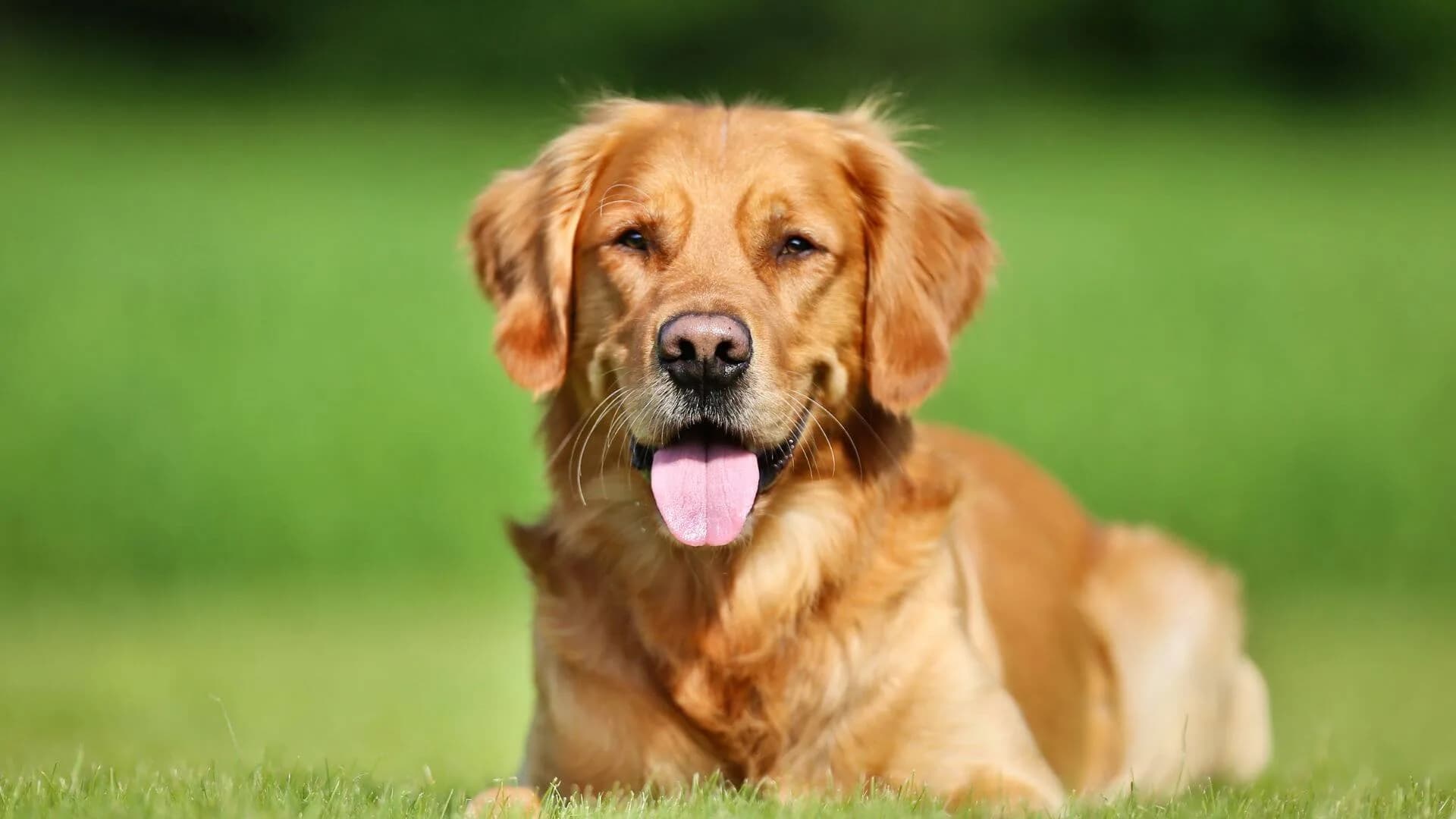 Golden-retriever-Breeding