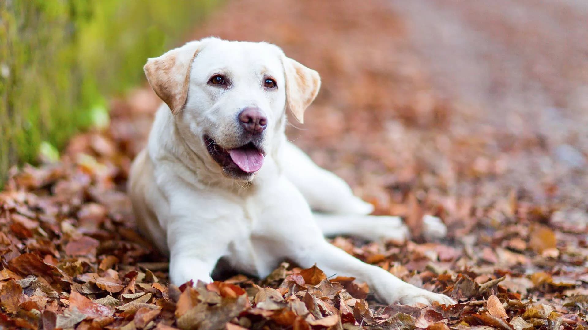 labrador-retriever-breeding-1