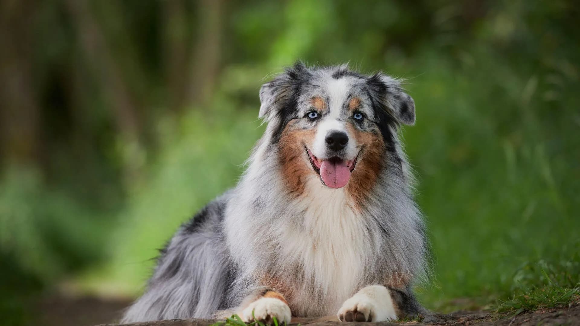 australian-shepherd-breeding