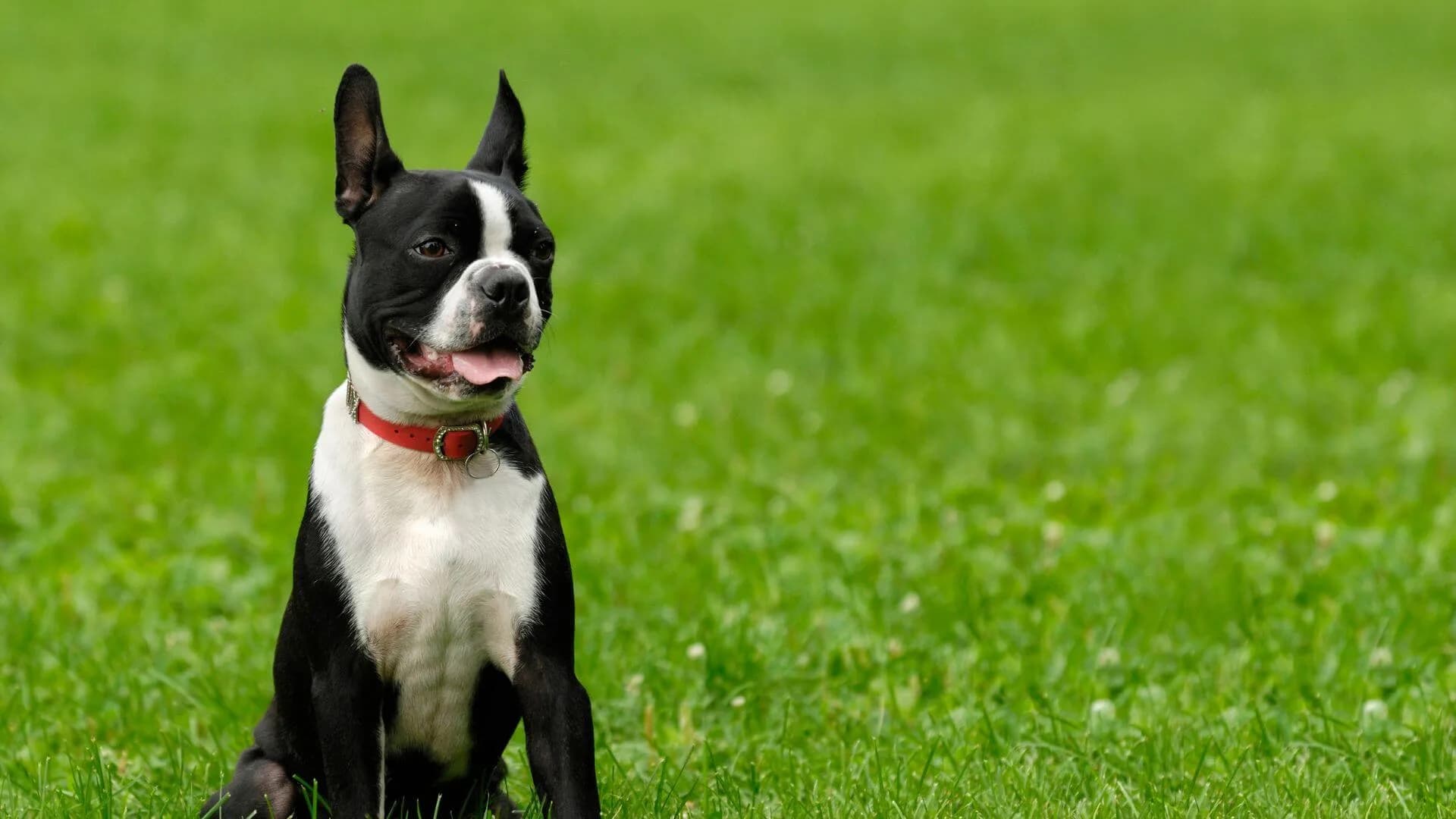 boston-terrier-breeding