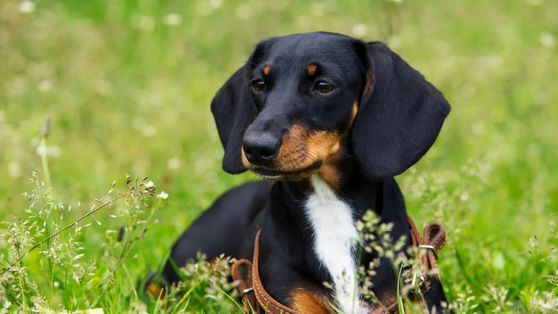Dachshund-Breeding