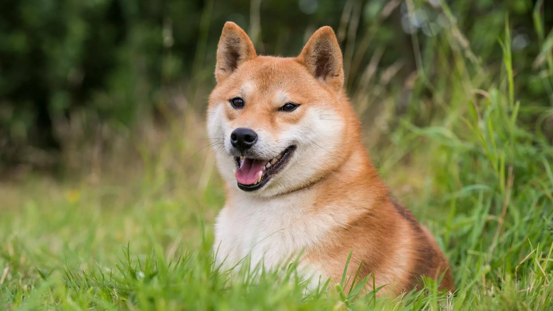 Shiba-Inu-Breeding
