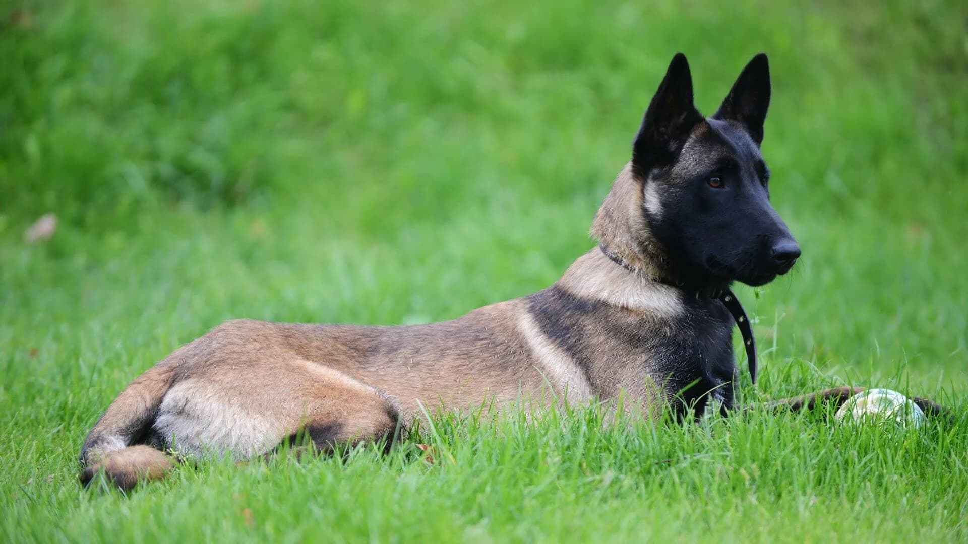 Belgian-Malinois-breeding-1
