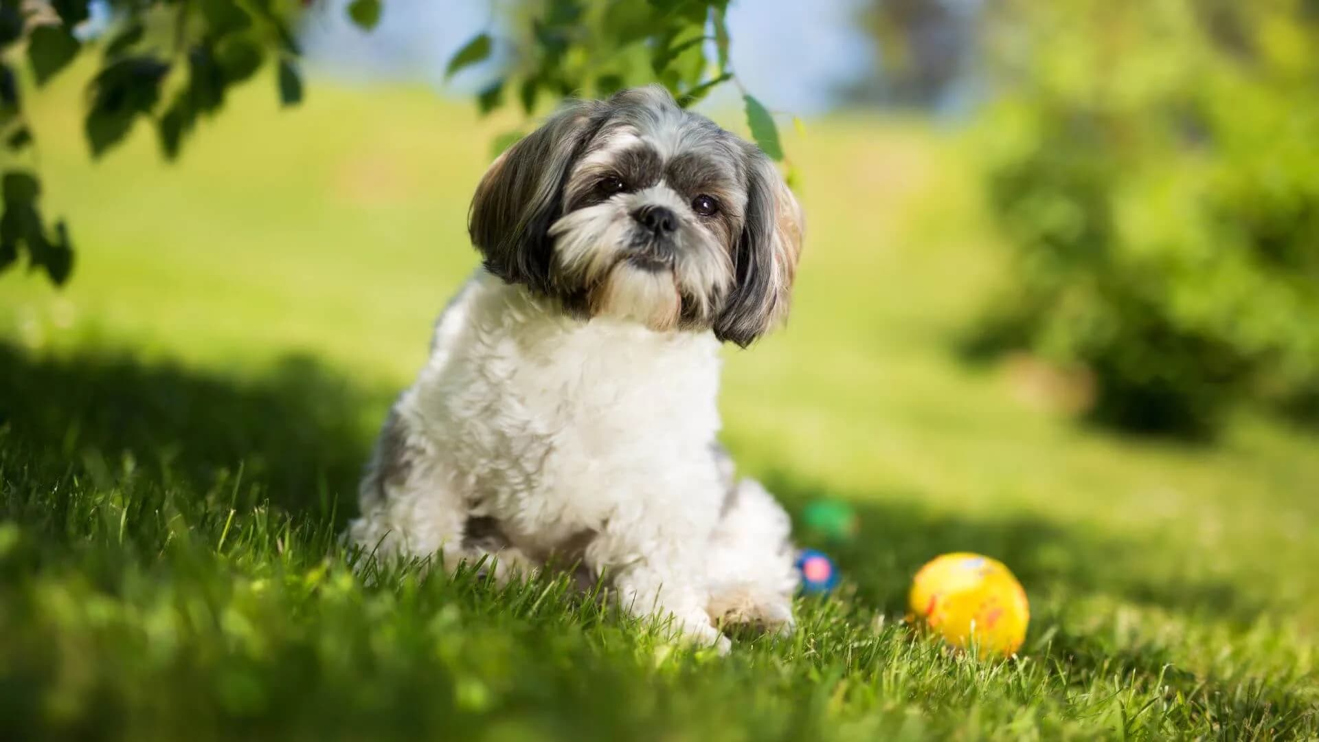 Shih-Tzu-Breeding