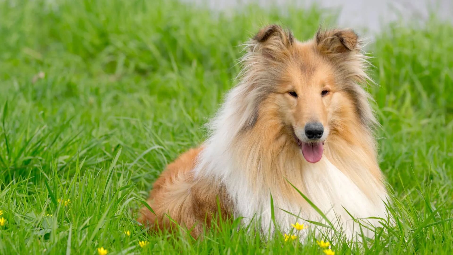 collie-breeding