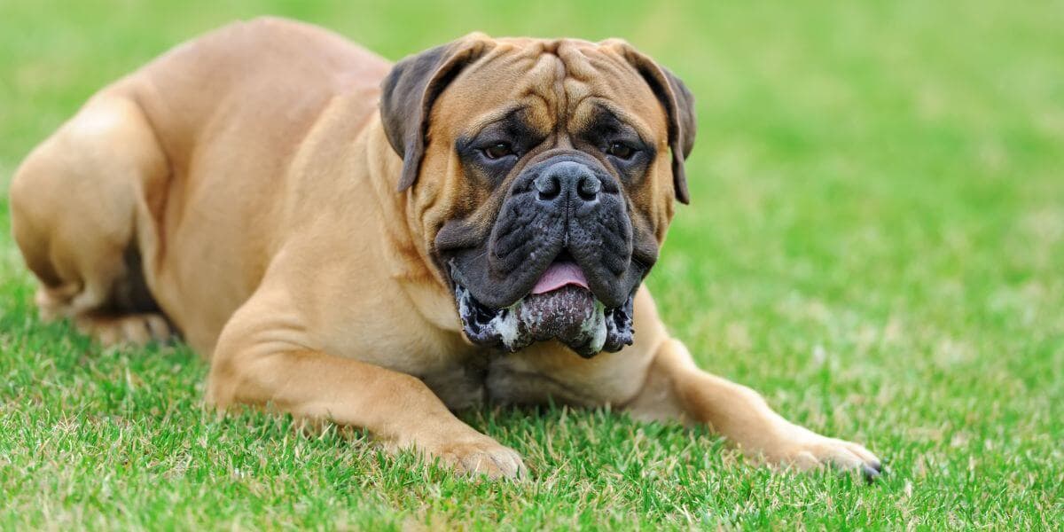 English-Mastiff-Breeding-3