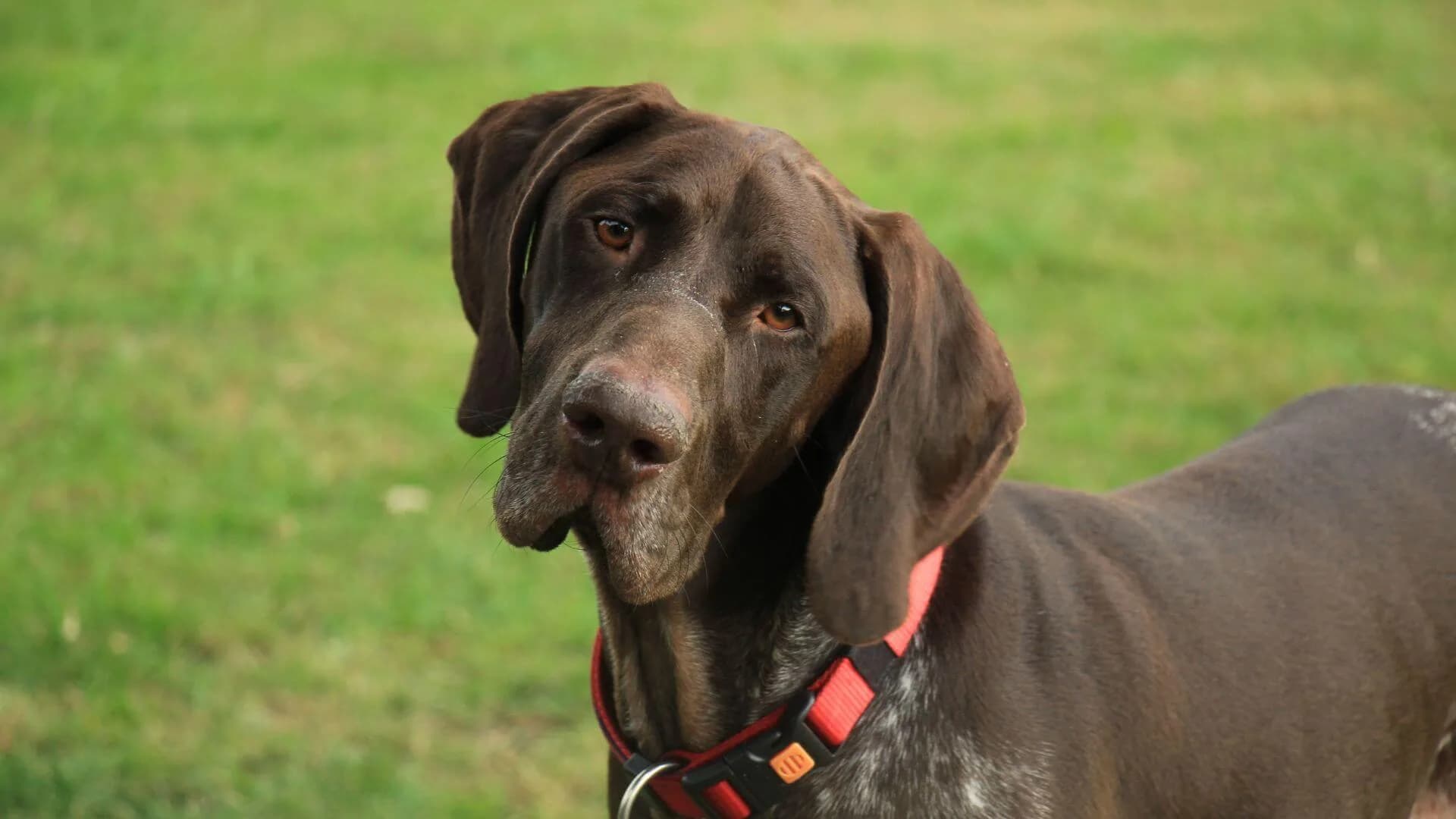 german-shorthaired-pointer-breeding
