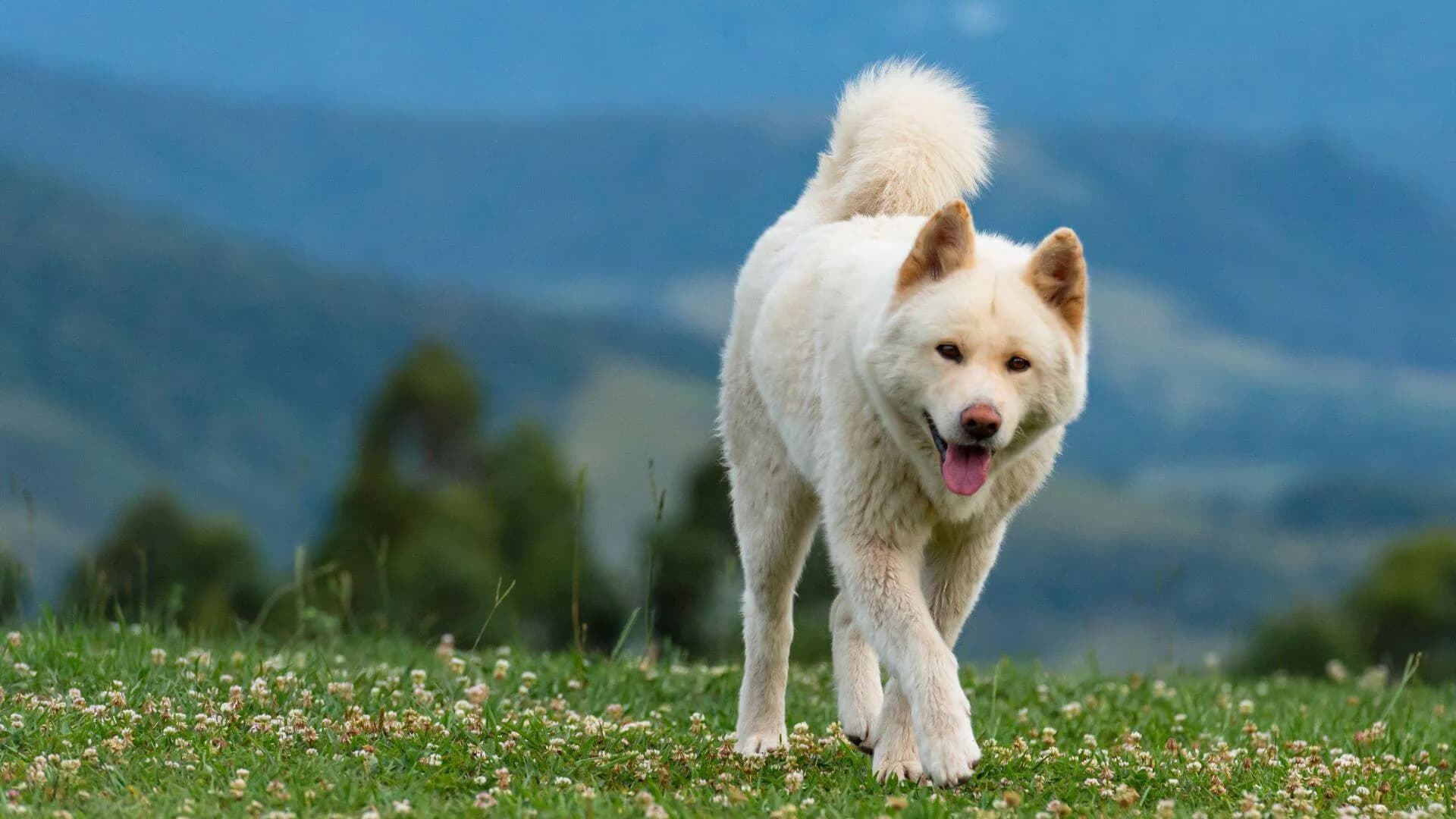 akita-breeding