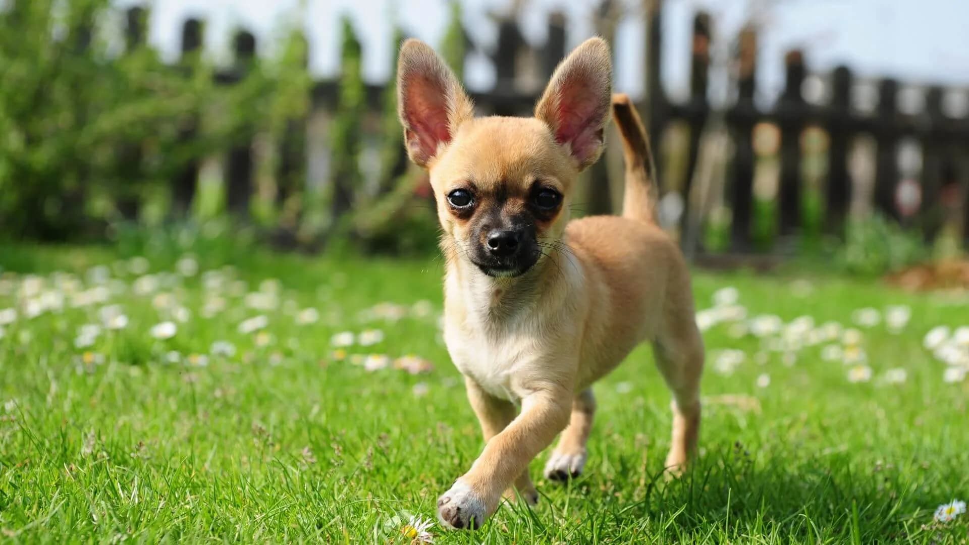 Chihuahua-Breeding