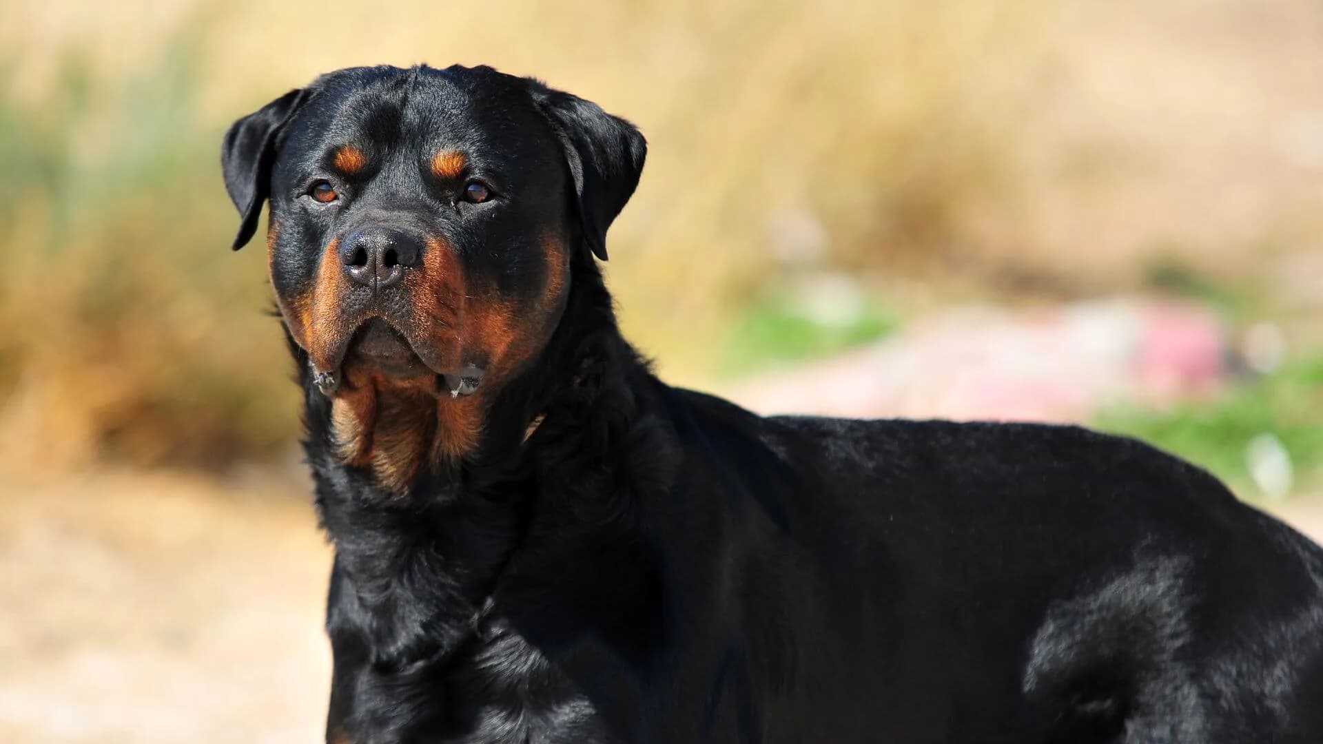 Rottweiler-Breeding