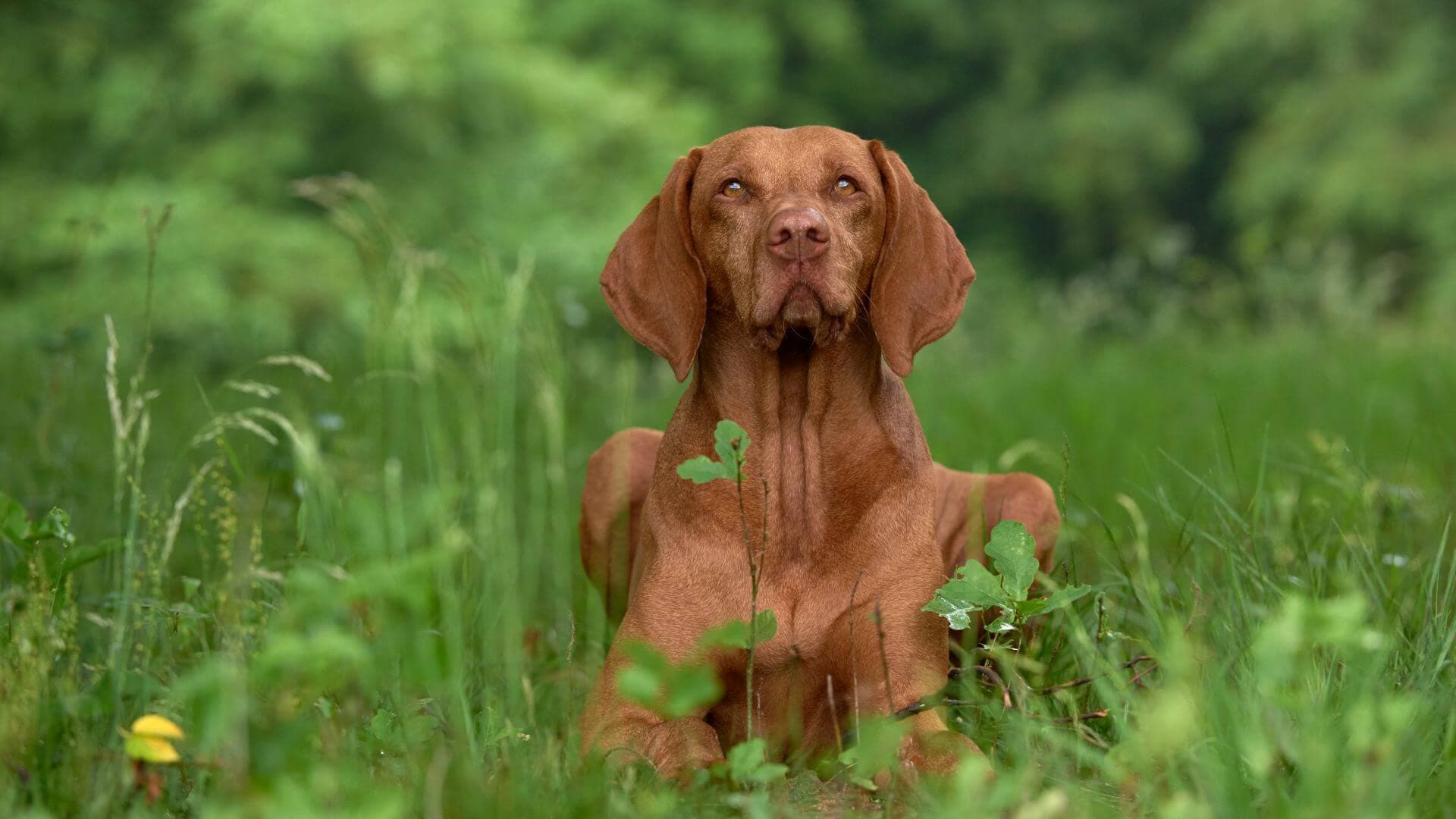 Vizsla-Breeding