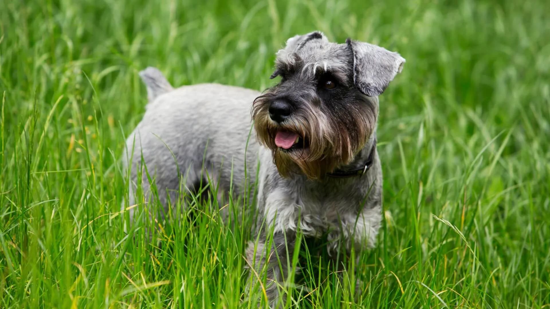 miniature-schnauzer-breeding