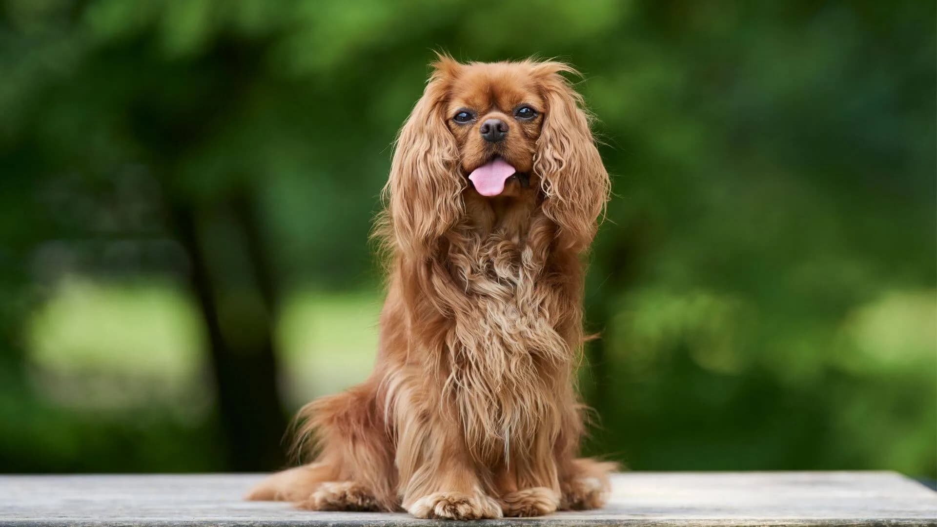Cavalier-King-Charles-Spaniel-Breeding